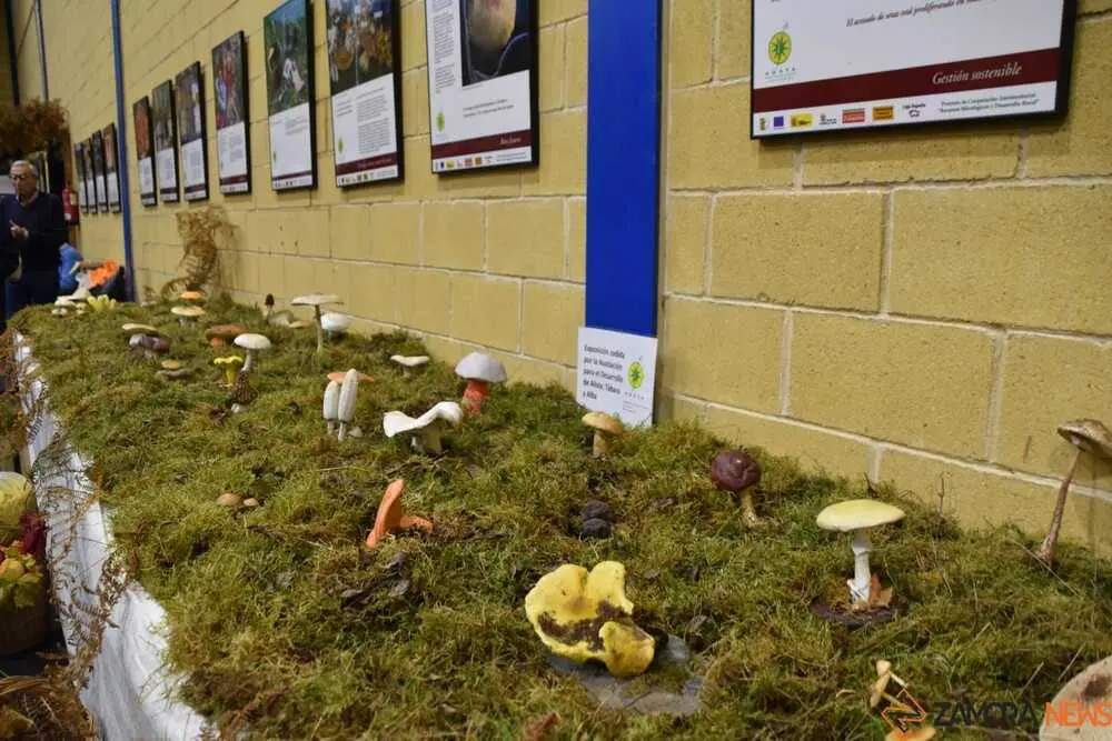 magosto trabazos 2025_14