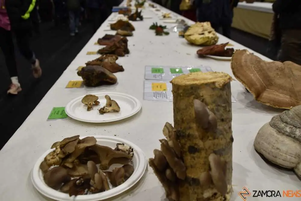 magosto trabazos 2025_27