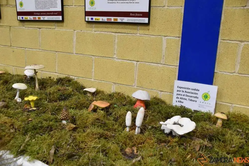 magosto trabazos 2025_31