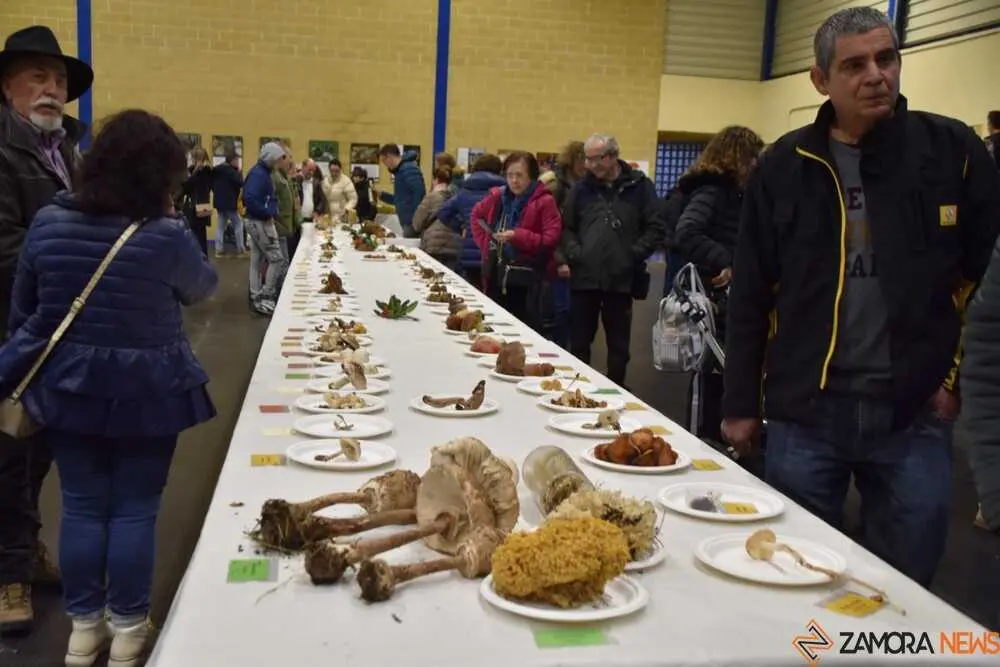 magosto trabazos 2025_43