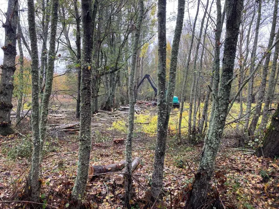 salvajada en Manzanal de Arriba 2