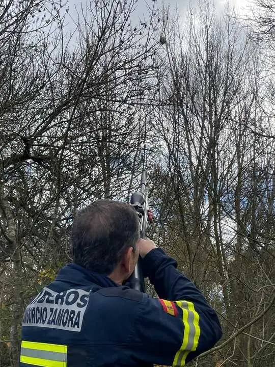 Intervenci&oacute;n nido de avispa velutina en Milles de la Polvorosa. Imagen de Archivo