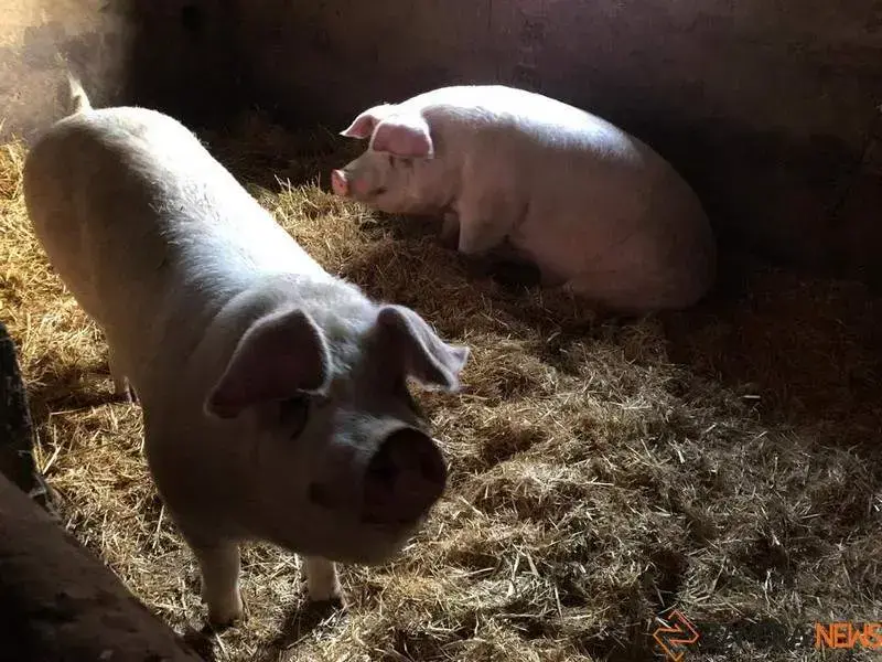 Cerdos en una explotaci&oacute;n de la provincia de Zamora