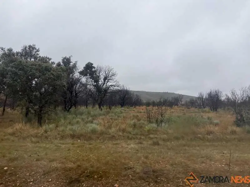 d&iacute;a de lluvia en la Sierra de la Culebra _3