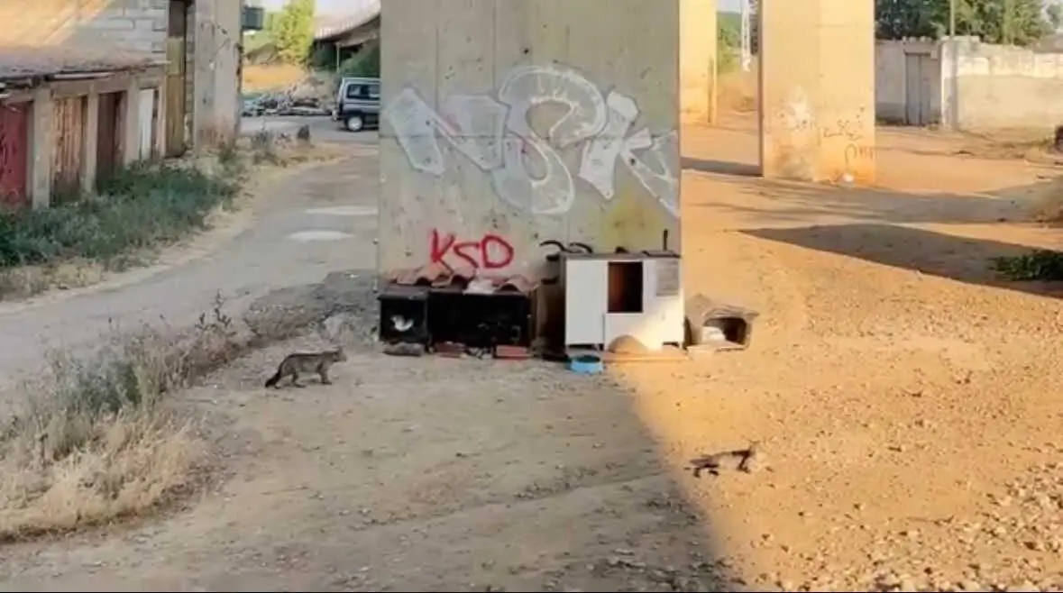 Colonias Felinas Benavente