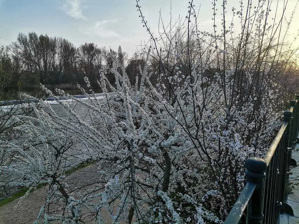 Almendros con escarcha en Zamora. Imagen de archivo