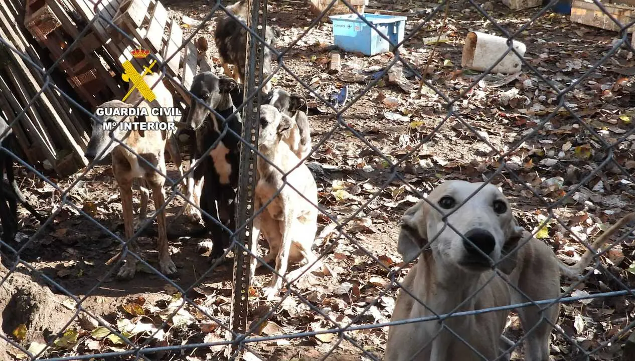 maltrato animal en Tierra del Vino