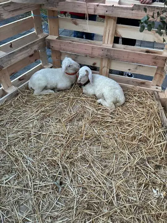 Bel&eacute;n Viviente Villalaz&aacute;n _34