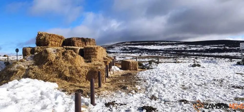 sanabria peces fr&iacute;o_35
