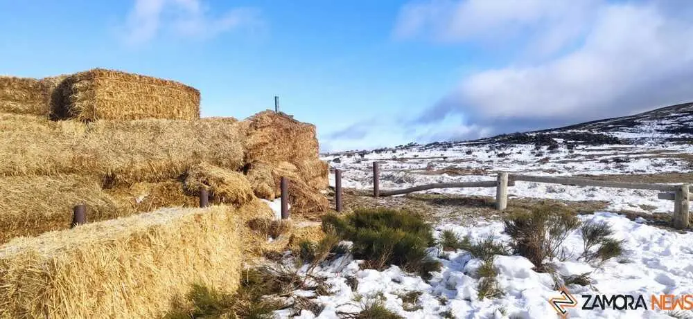 sanabria peces fr&iacute;o_85
