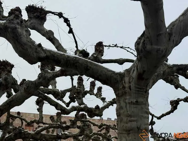 Nieve en Zamora y provincia _8