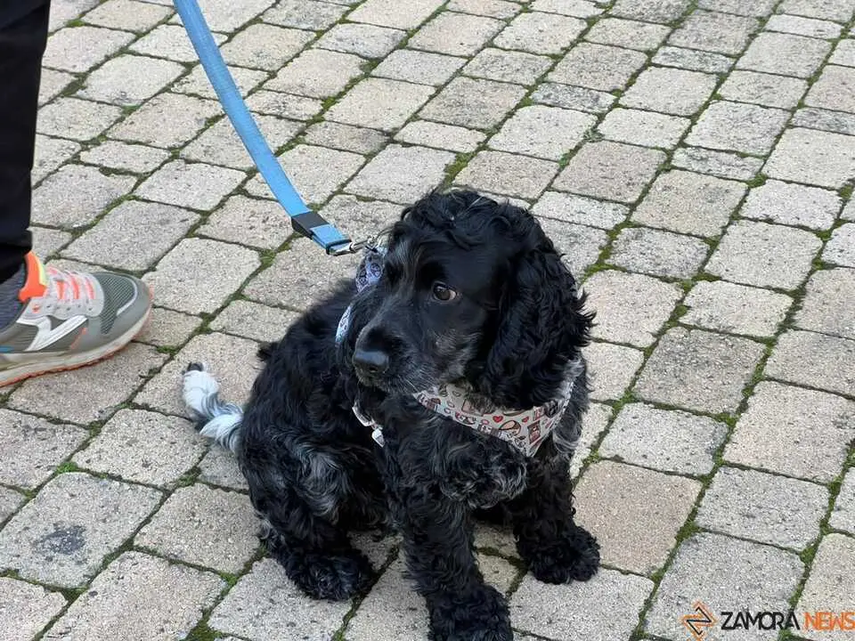 Bendici&oacute;n de los animales Zamora 