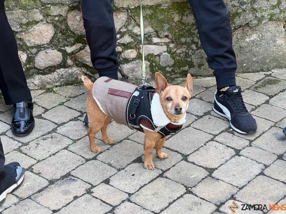 Bendici&oacute;n de los animales Zamora _2