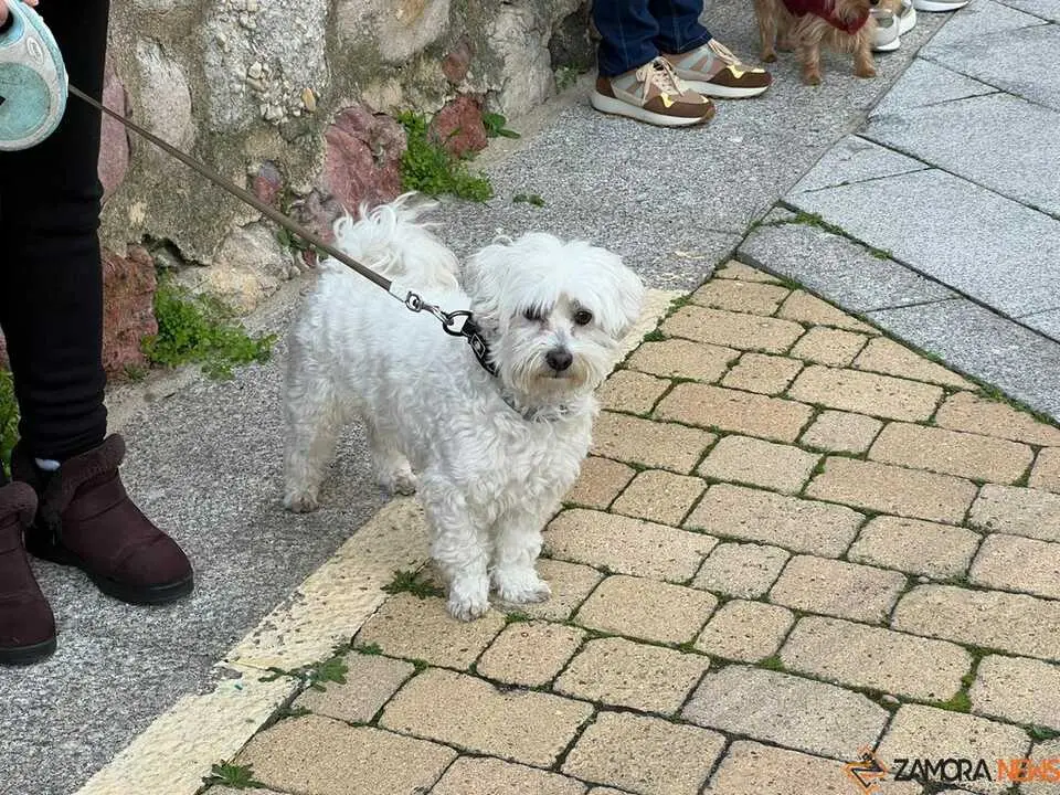 Bendici&oacute;n de los animales Zamora _3