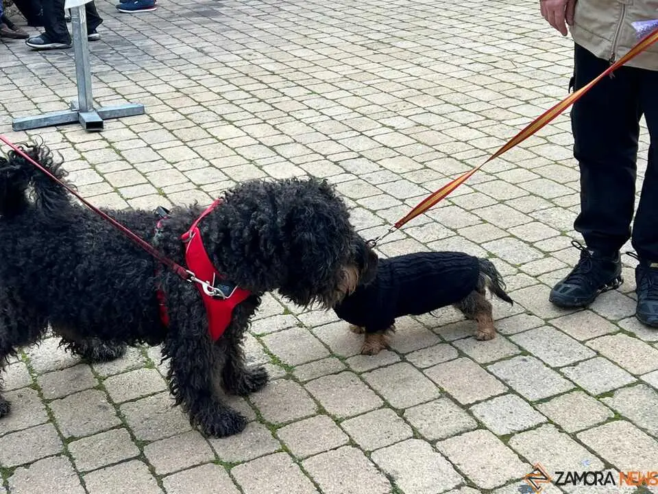 Bendici&oacute;n de los animales Zamora _5