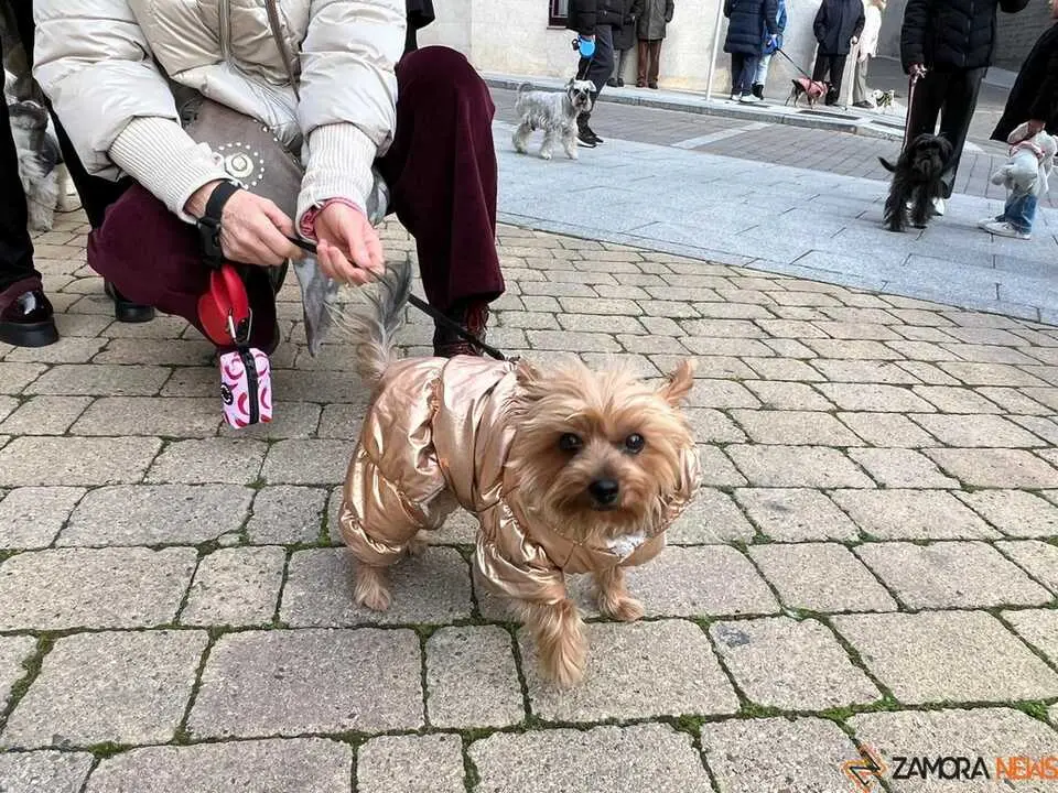 Bendici&oacute;n de los animales Zamora _6