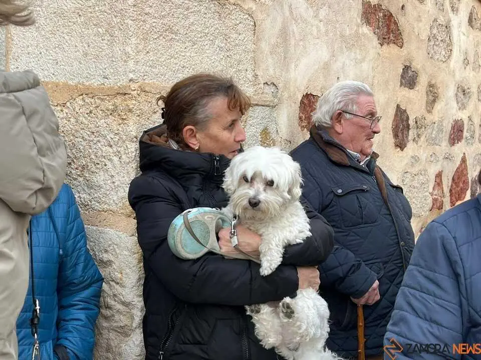 Bendici&oacute;n de los animales Zamora _13