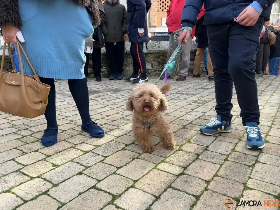 Bendici&oacute;n de los animales Zamora _15
