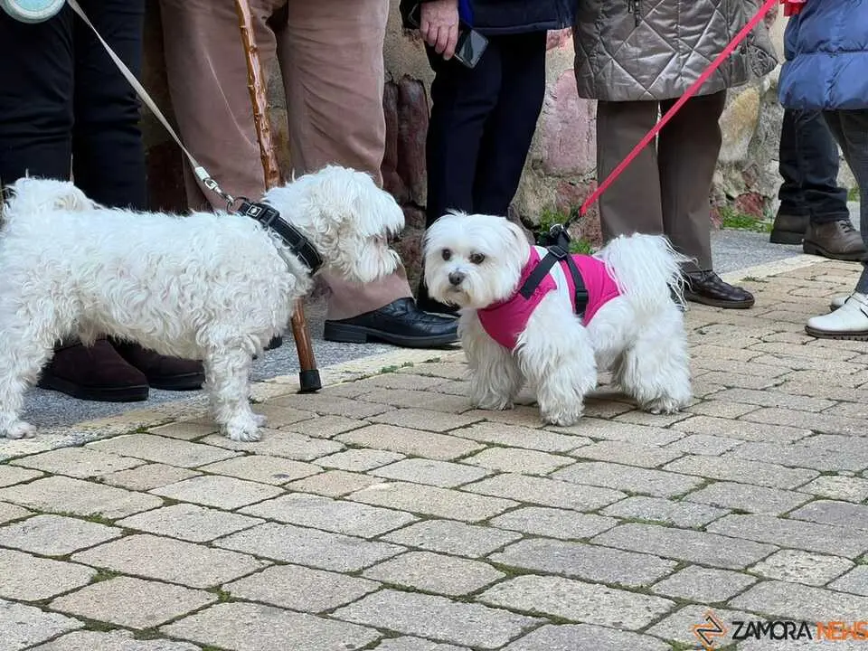 Bendici&oacute;n de los animales Zamora _17