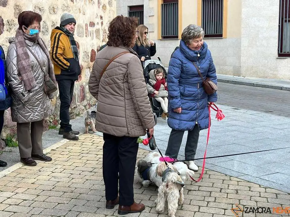 Bendici&oacute;n de los animales Zamora _18