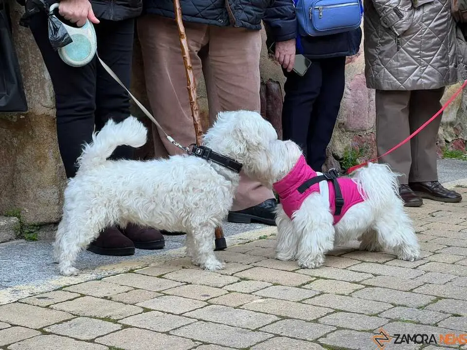 Bendici&oacute;n de los animales Zamora _19
