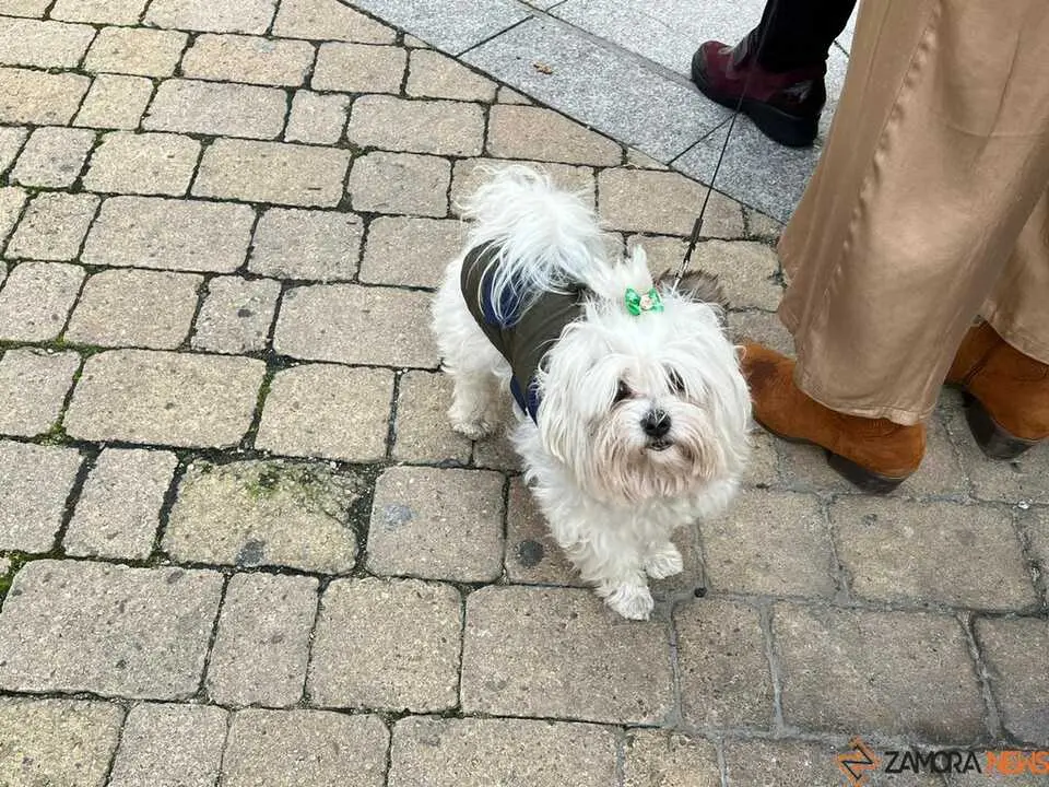 Bendici&oacute;n de los animales Zamora _20