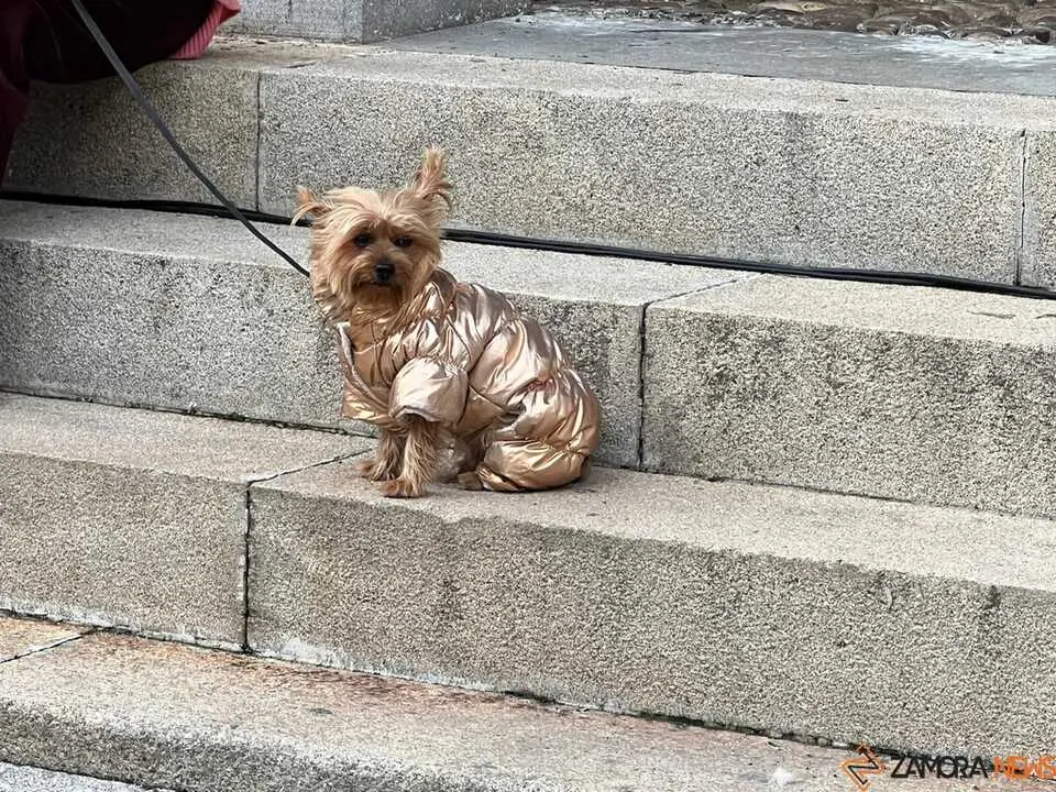 Bendici&oacute;n de los animales Zamora _22