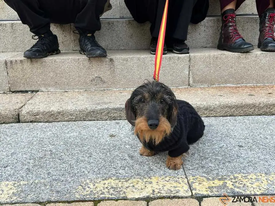 Bendici&oacute;n de los animales Zamora _24