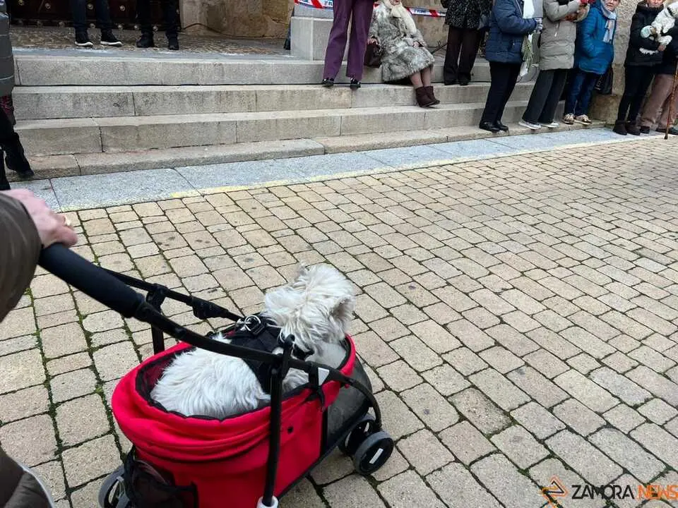 Bendici&oacute;n de los animales Zamora _28