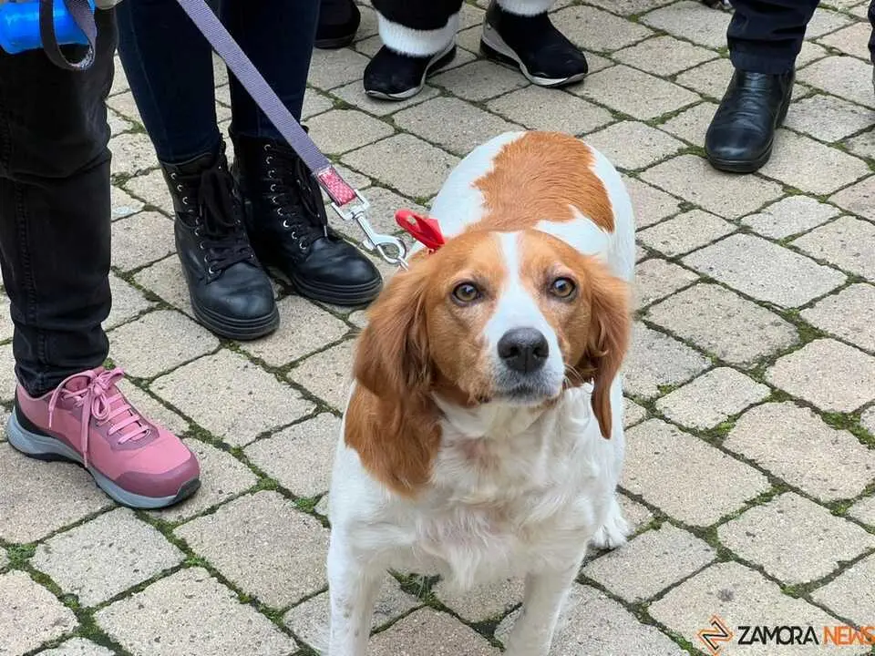 Bendici&oacute;n de los animales Zamora _35