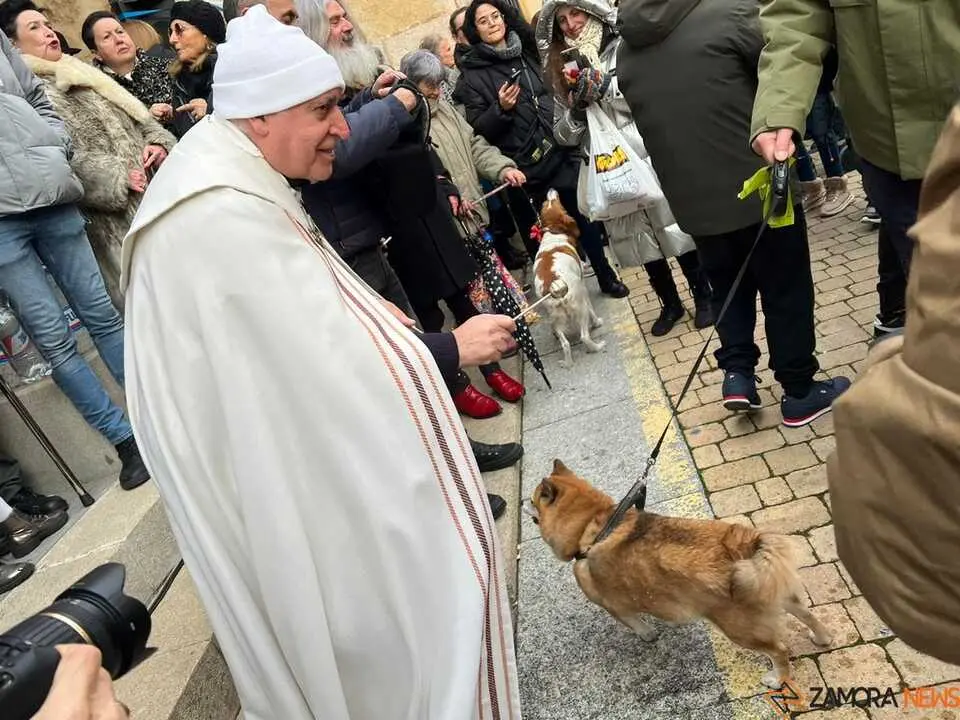 Bendici&oacute;n de los animales Zamora _46