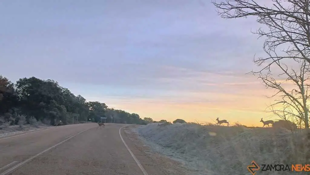 Corzos cruzando la carretera_1