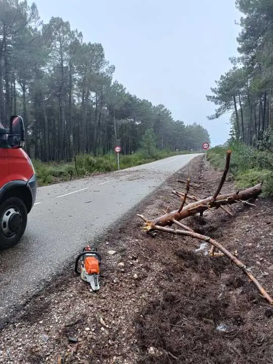 ca&iacute;da de &aacute;rboles en carreteras de la provincia (1)