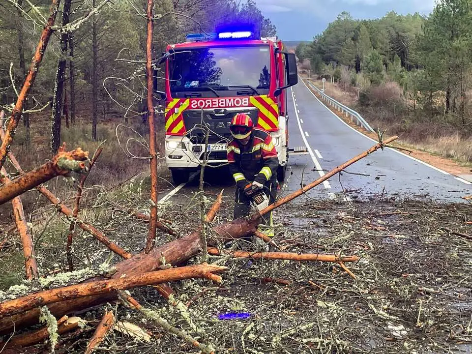 ca&iacute;da de &aacute;rboles en carreteras de la provincia (4)