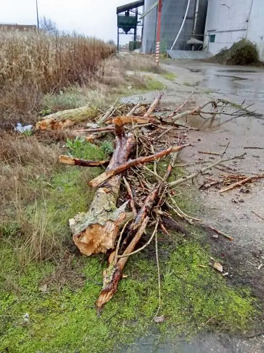 ca&iacute;da de &aacute;rboles en carreteras de la provincia (8)