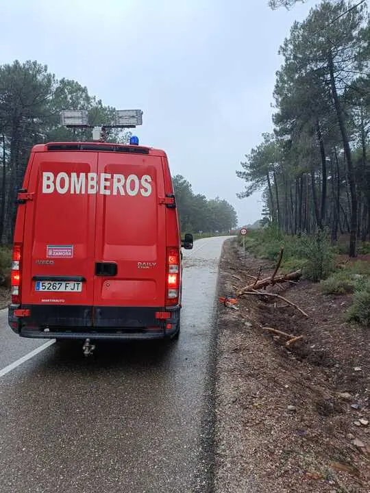 ca&iacute;da de &aacute;rboles en carreteras de la provincia (9)