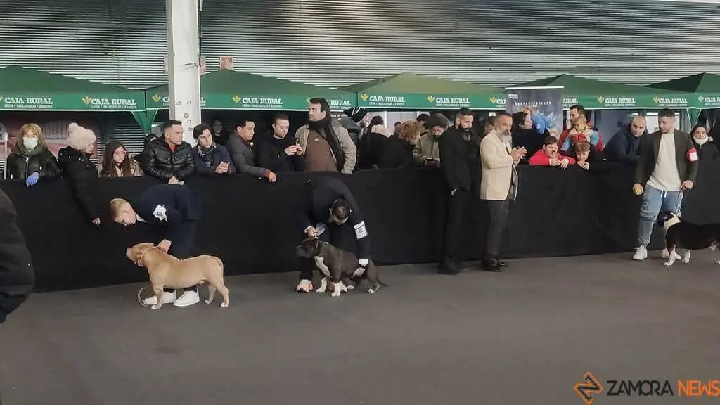 perros, ABKC San Ant&oacute;n Trophy_2