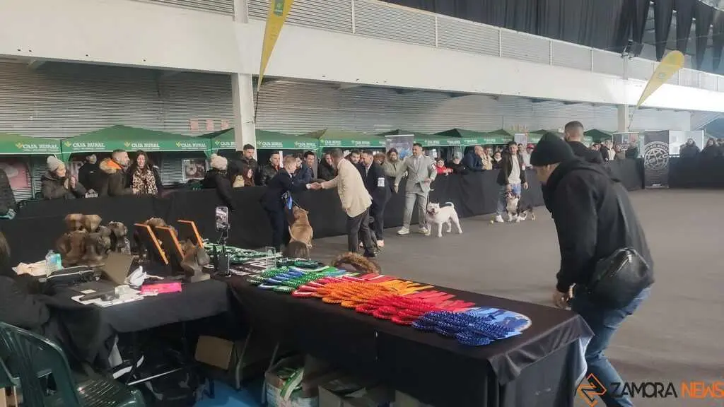 perros, ABKC San Ant&oacute;n Trophy_5