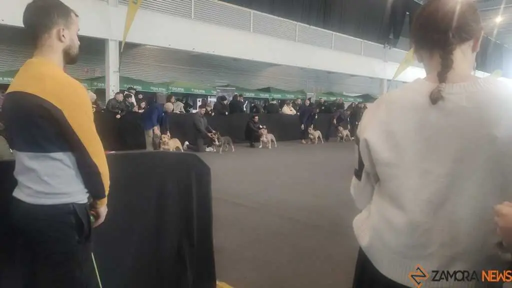 perros, ABKC San Ant&oacute;n Trophy_11