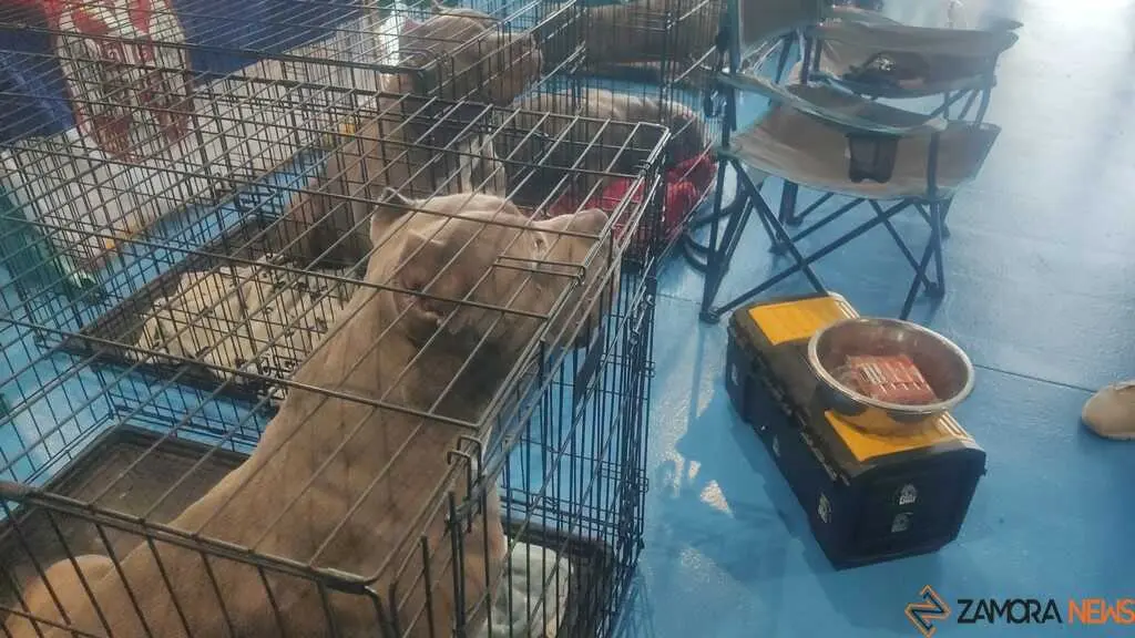 perros, ABKC San Ant&oacute;n Trophy_12