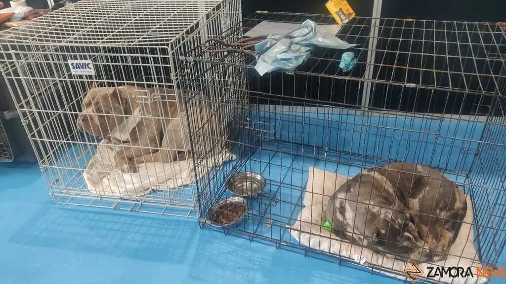 perros, ABKC San Ant&oacute;n Trophy_13