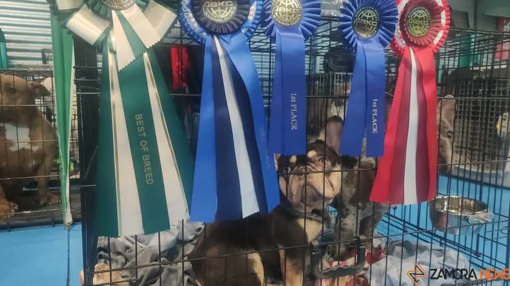 perros, ABKC San Ant&oacute;n Trophy_15