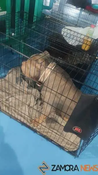 perros, ABKC San Ant&oacute;n Trophy_18