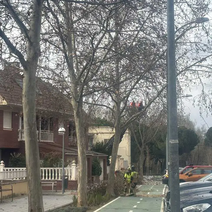 caida de &aacute;rbol en Calle doctor Fleming (3)