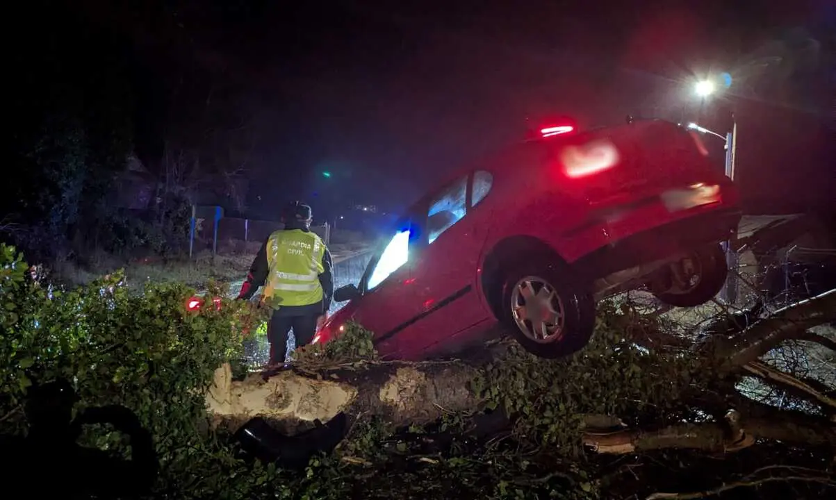 accidente de coche por la caida de un &aacute;rbol  (2)
