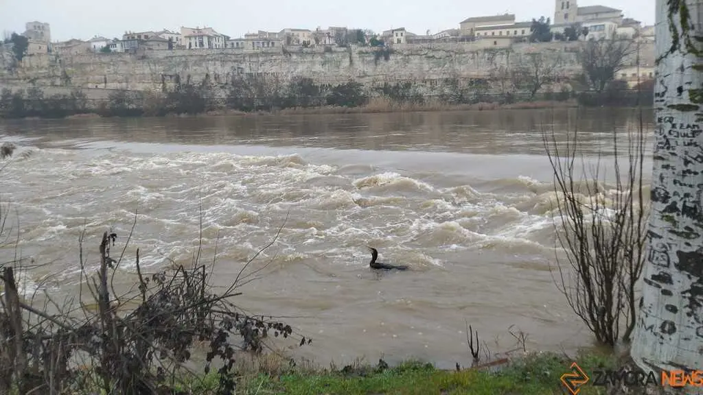  El Duero inunda ace&ntilde;as y paseos a su paso por Zamora_32
