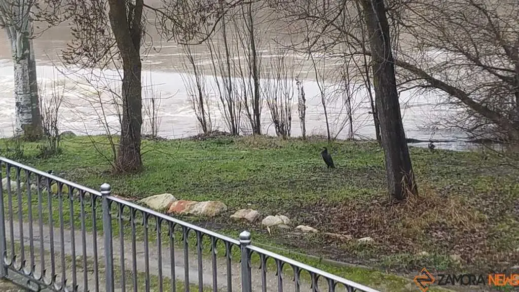  El Duero inunda ace&ntilde;as y paseos a su paso por Zamora_34