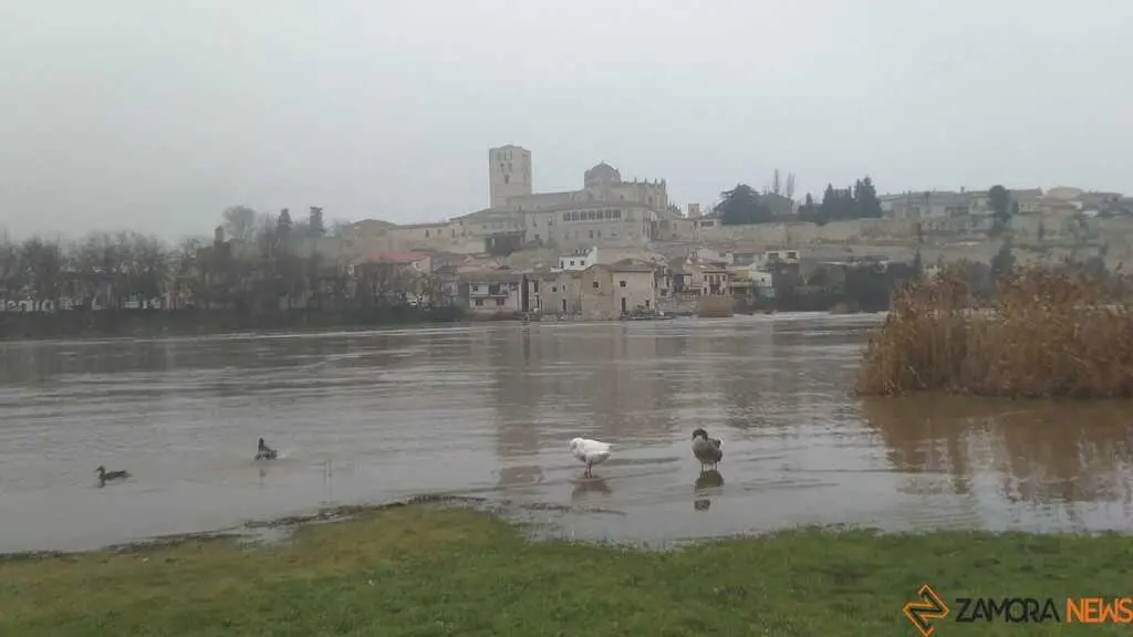  El Duero inunda ace&ntilde;as y paseos a su paso por Zamora_42