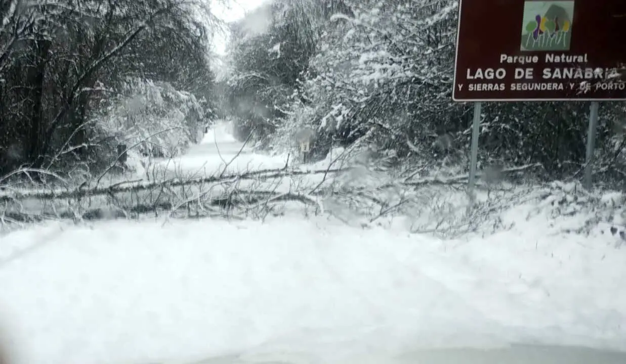 &aacute;rbol ca&iacute;do