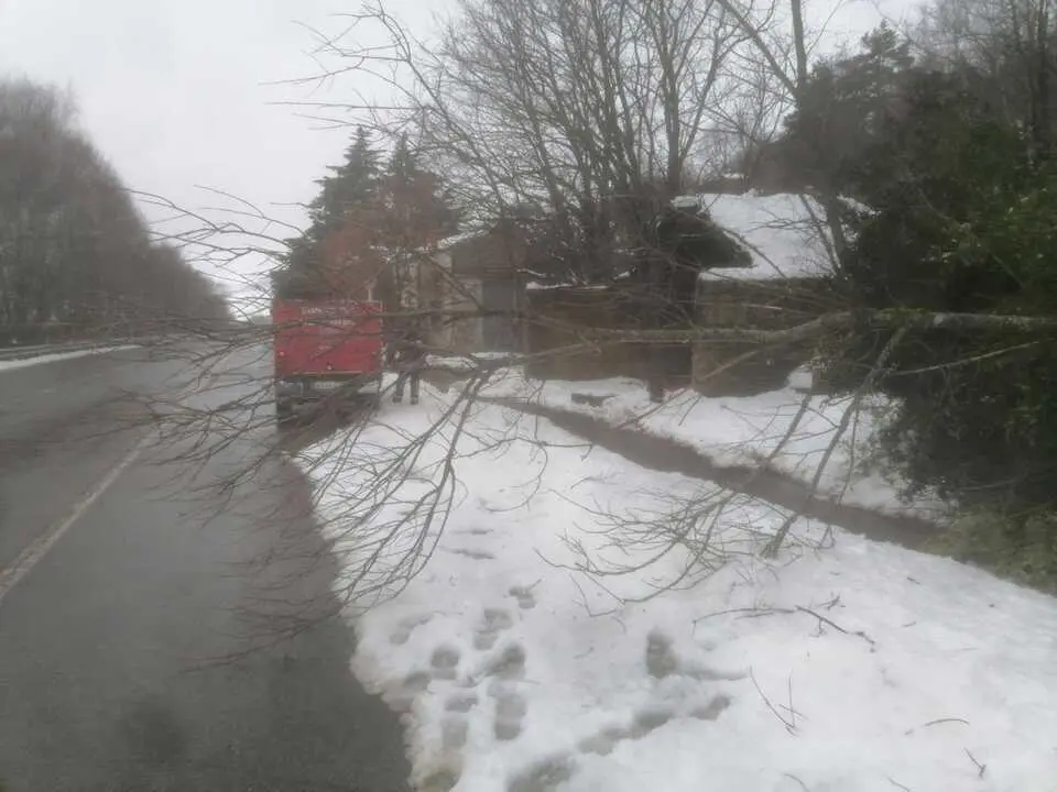 Bomberos retiran &aacute;rboles ca&iacute;dos Sanabria